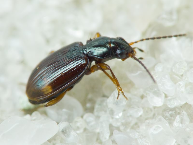 Bembidion Latreille, 1802
